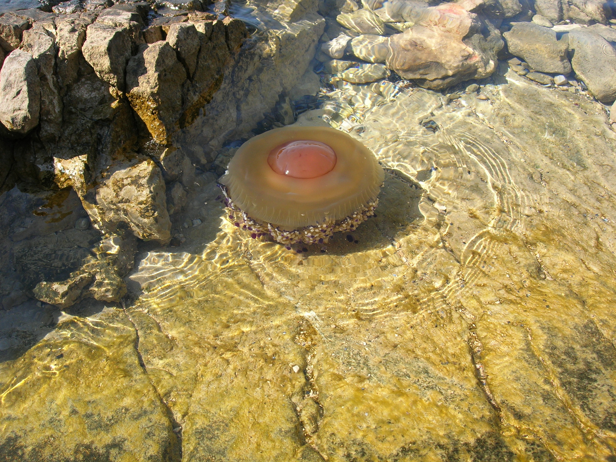 meduza chorwacja wakacje